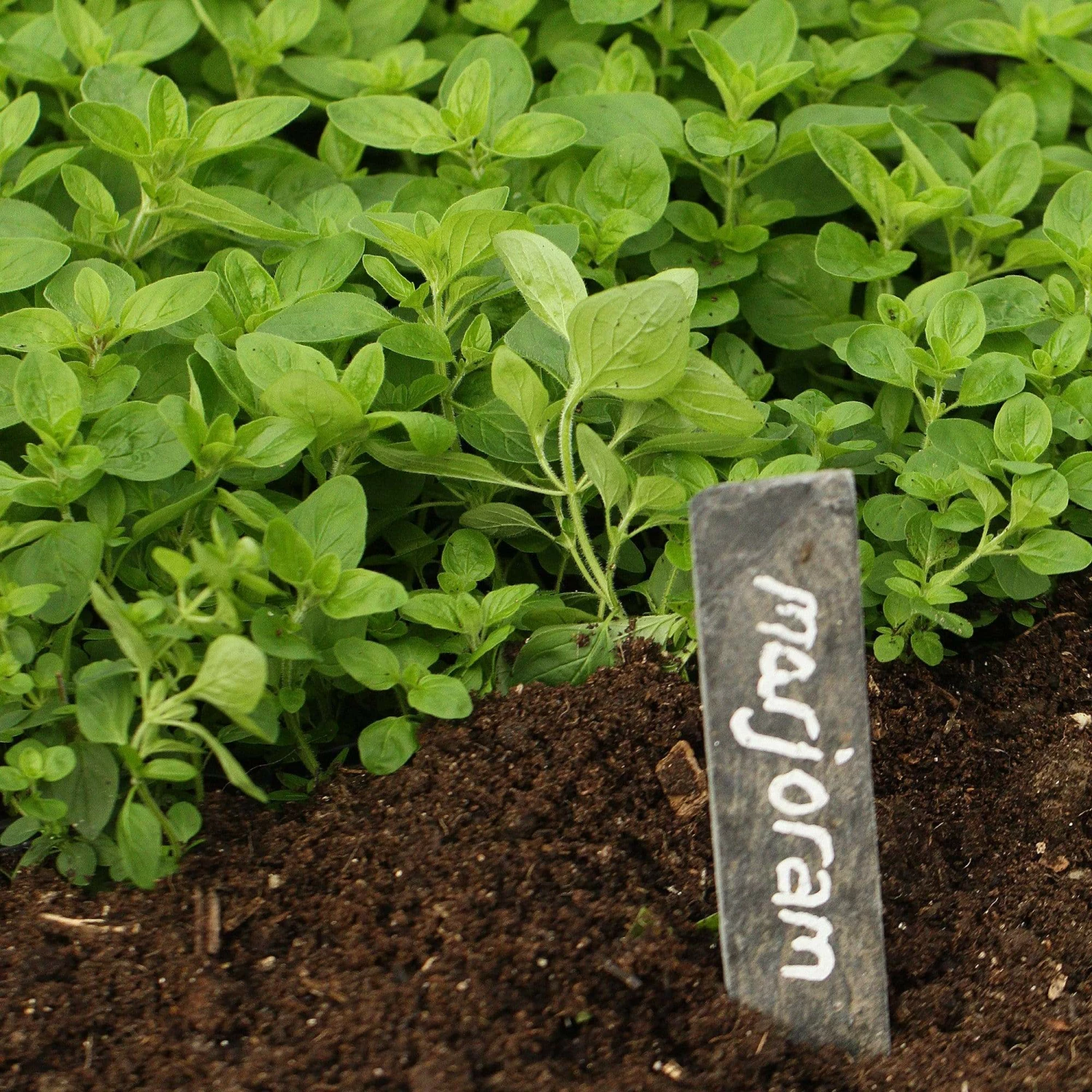 Roots Plants 3 Organic Marjoram Plants Herbs 4 Roots Plants 3 Organic Marjoram Plants Herbs