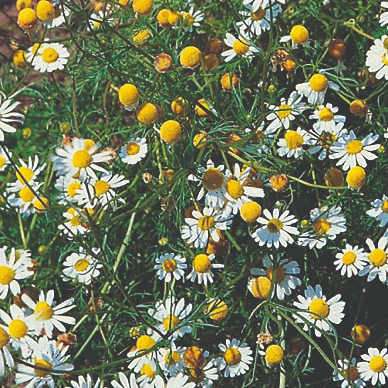 Roots Plants Herbs 3 Organic Chamomile Plants 4 Roots Plants Herbs 3 Organic Chamomile Plants