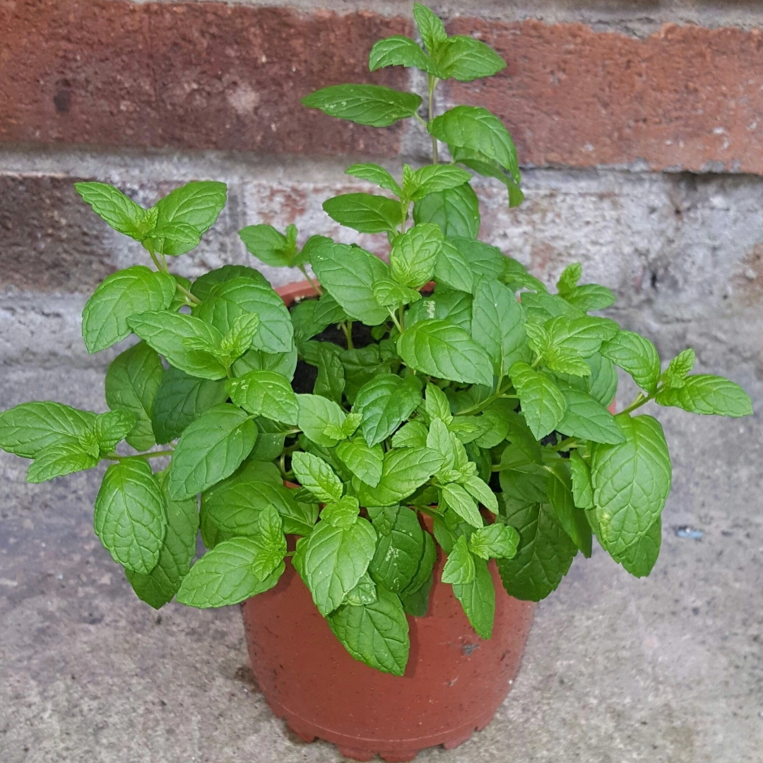 Roots Plants 12 Organic Botanicals Herb Plants For Gin 4 Roots Plants 12 Organic Botanicals Herb Plants For Gin