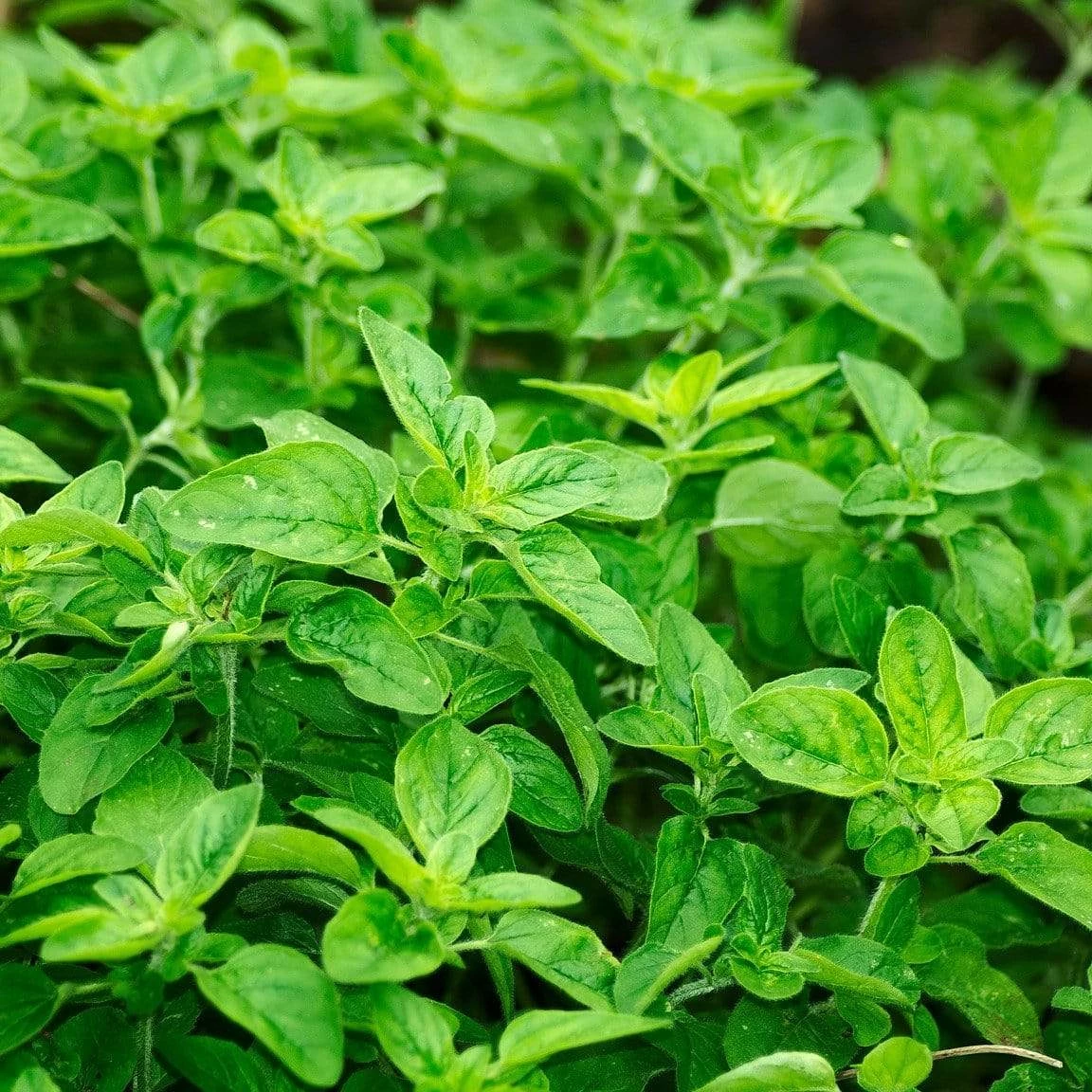 Roots Plants 3 Organic Greek Oregano Plants Herbs 3 Roots Plants 3 Organic Greek Oregano Plants Herbs