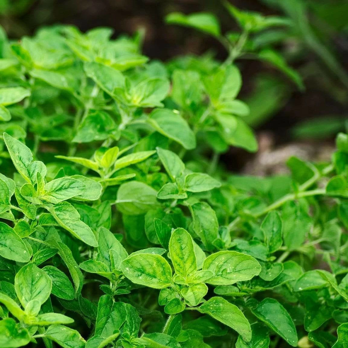 Roots Plants 3 Organic Greek Oregano Plants Herbs 5 Roots Plants 3 Organic Greek Oregano Plants Herbs