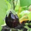 Roots Plants 5 Organic 'Black Beauty' Aubergine Plants 1 Roots Plants 5 Organic 'Black Beauty' Aubergine Plants