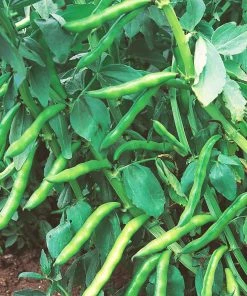 Roots Plants 10 Organic 'Aquadulce Claudia' Broad Bean Plants Peas & Beans 13 Roots Plants 10 Organic 'Aquadulce Claudia' Broad Bean Plants Peas & Beans