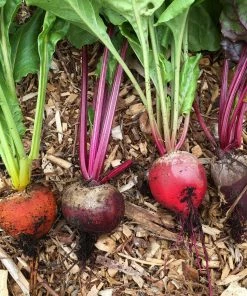 Roots Plants 30 Mixed Organic Beetroot Plants