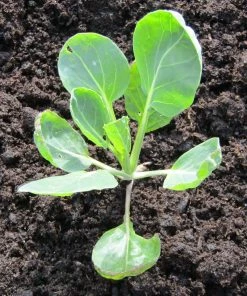 Roots Plants Brassicas & Leafy Greens 10 Organic 'Evesham Special' Brussels Sprouts Plants 7 Roots Plants Brassicas & Leafy Greens 10 Organic 'Evesham Special' Brussels Sprouts Plants