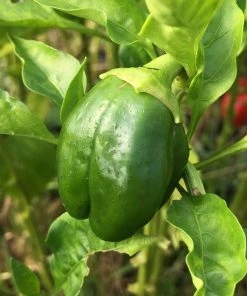 Roots Plants 6 Best Pepper Plants Collection | Growers Choice Chillies & Sweet Peppers 10 Roots Plants 6 Best Pepper Plants Collection | Growers Choice Chillies & Sweet Peppers