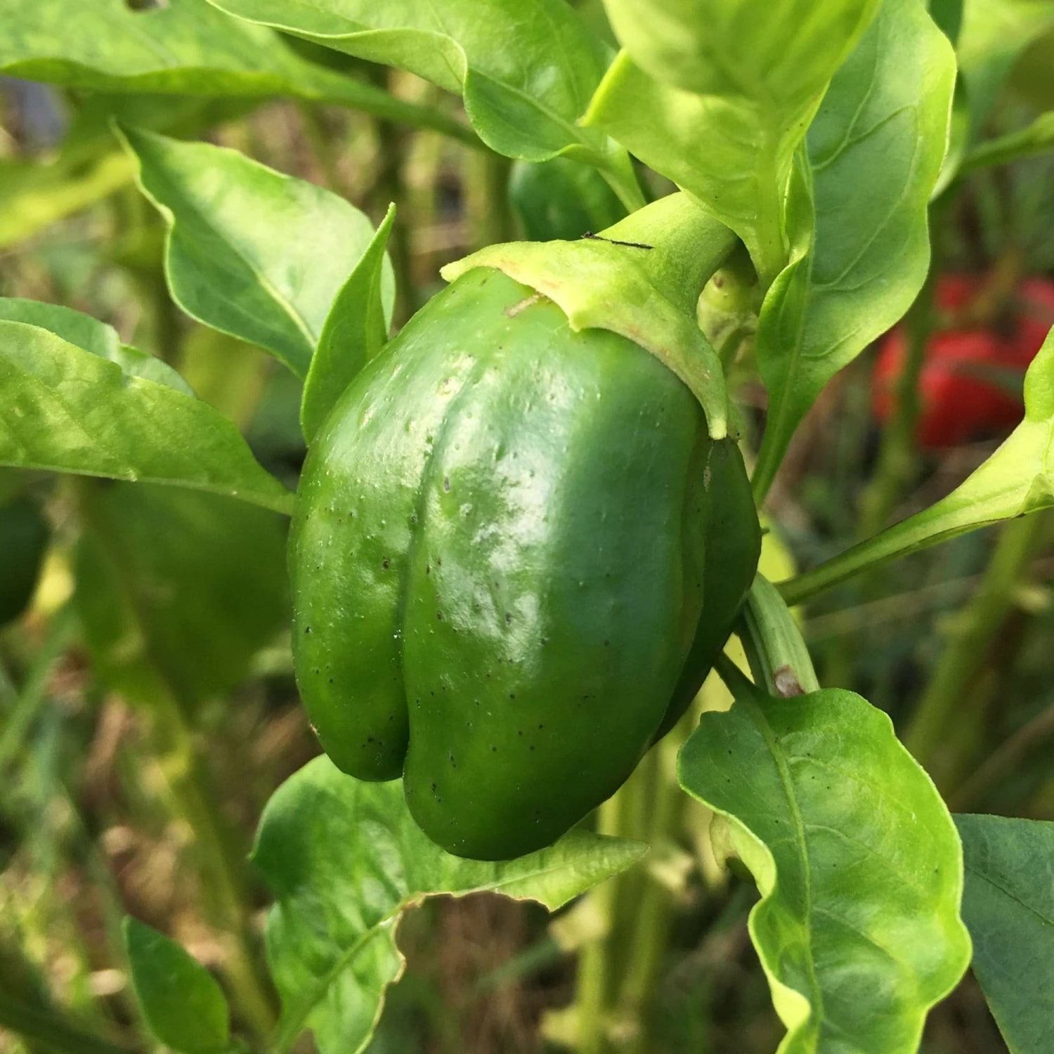 Roots Plants 6 Best Pepper Plants Collection | Growers Choice Chillies & Sweet Peppers 6 Roots Plants 6 Best Pepper Plants Collection | Growers Choice Chillies & Sweet Peppers