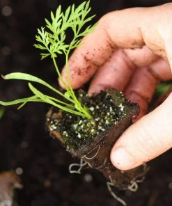 Roots Plants 10 Organic 'Early Nantes' Carrots Plants Root Vegetables 10 Roots Plants 10 Organic 'Early Nantes' Carrots Plants Root Vegetables