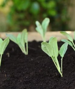 Roots Plants 10 Organic All Year Round Cauliflower Plants Brassicas & Leafy Greens