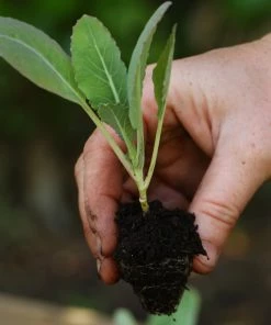 Roots Plants 58 Colourful Vegetable Plants | Eat The Rainbow All Vegetable Plants 25 Roots Plants 58 Colourful Vegetable Plants | Eat The Rainbow All Vegetable Plants