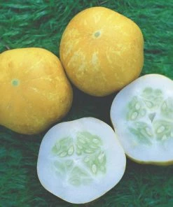 Roots Plants All Vegetable Plants 41 Organic Unusual Vegetable Plants