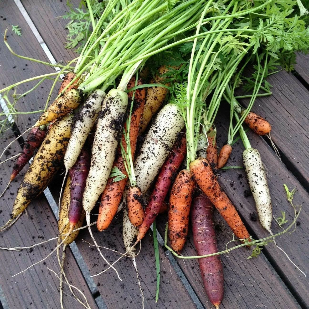 Roots Plants 10 Organic Colourful Carrot Plants Root Vegetables 3 Roots Plants 10 Organic Colourful Carrot Plants Root Vegetables