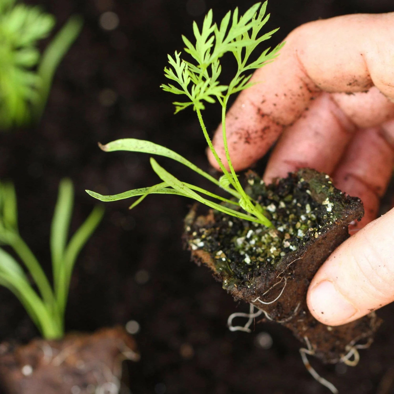 Roots Plants 10 Organic Colourful Carrot Plants Root Vegetables 4 Roots Plants 10 Organic Colourful Carrot Plants Root Vegetables