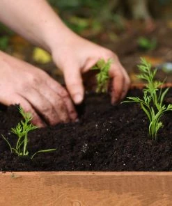 Roots Plants 10 Organic Colourful Carrot Plants Root Vegetables 11 Roots Plants 10 Organic Colourful Carrot Plants Root Vegetables