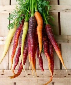 Roots Plants 10 Organic Colourful Carrot Plants Root Vegetables 10 Roots Plants 10 Organic Colourful Carrot Plants Root Vegetables