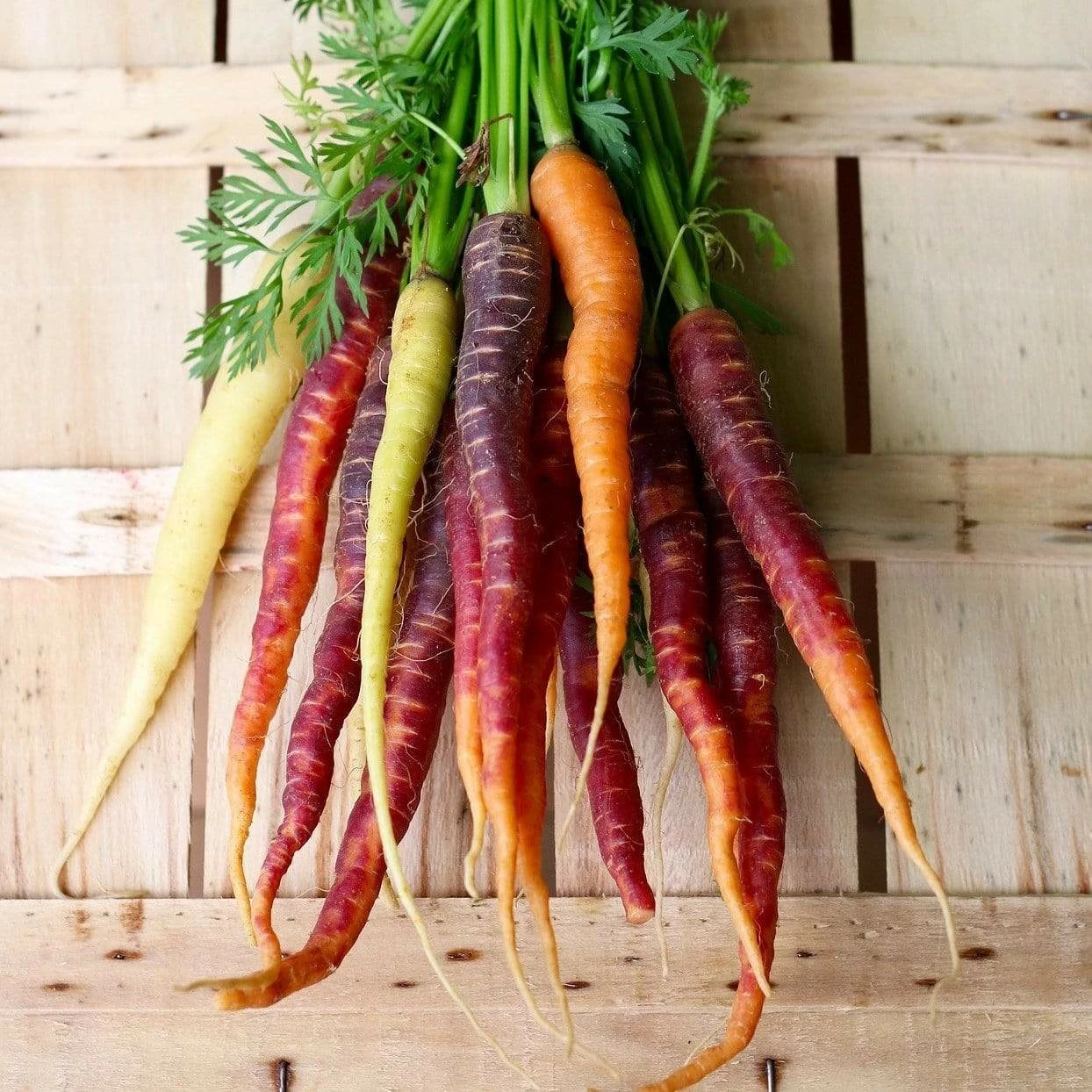 Roots Plants 10 Organic Colourful Carrot Plants Root Vegetables 5 Roots Plants 10 Organic Colourful Carrot Plants Root Vegetables
