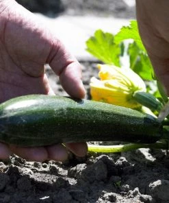 Roots Plants All Vegetable Plants 38 Easy To Grow Vegetable Plants | Ideal For Beginners 11 Roots Plants All Vegetable Plants 38 Easy To Grow Vegetable Plants | Ideal For Beginners