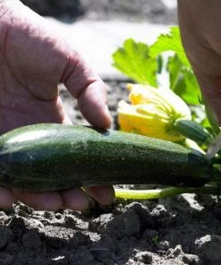 Roots Plants 12 Organic Colourful Courgette Collection Courgette Plants Courgettes