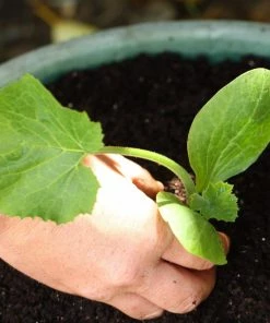 Roots Plants Courgettes 3 Organic 'Tondo Chiaro Di Nizza' Courgette Plants