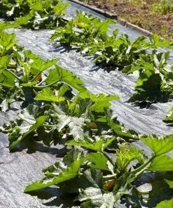 Roots Plants Courgettes 3 Organic 'Tromboncino Albenga' Courgette Plants 13 Roots Plants Courgettes 3 Organic 'Tromboncino Albenga' Courgette Plants