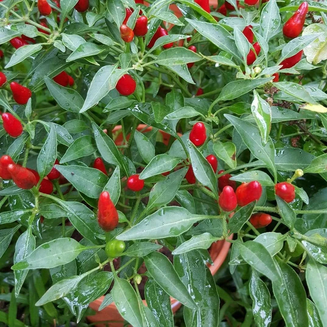 Roots Plants 3 Organic 'Birds Eye' Chilli Plants Chillies & Sweet Peppers 4 Roots Plants 3 Organic 'Birds Eye' Chilli Plants Chillies & Sweet Peppers