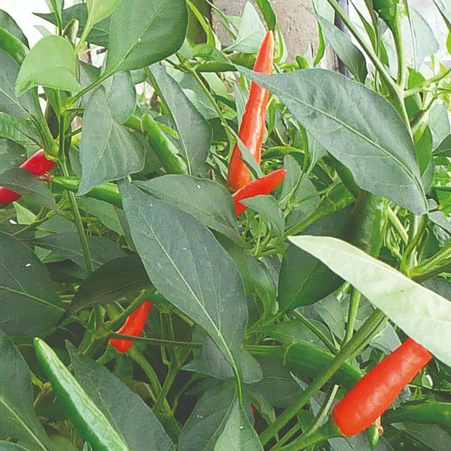 Roots Plants 3 Organic 'Birds Eye' Chilli Plants Chillies & Sweet Peppers 5 Roots Plants 3 Organic 'Birds Eye' Chilli Plants Chillies & Sweet Peppers