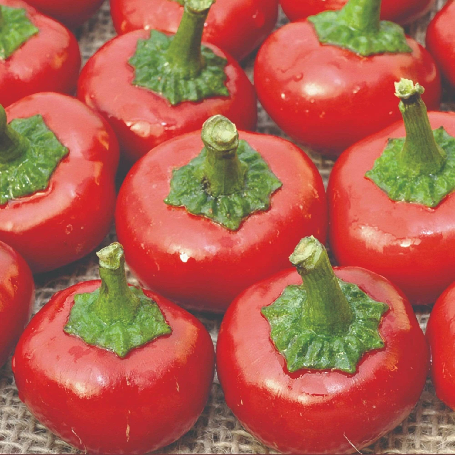 Roots Plants 3 Organic 'Cherry Bomb' Chilli Plants Chillies & Sweet Peppers 3 Roots Plants 3 Organic 'Cherry Bomb' Chilli Plants Chillies & Sweet Peppers