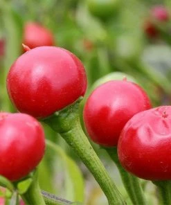 Roots Plants 3 Organic 'Cherry Bomb' Chilli Plants Chillies & Sweet Peppers