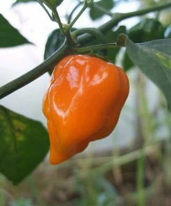 Roots Plants Chillies & Sweet Peppers 3 Organic 'Orange Habanero' Chilli Plants
