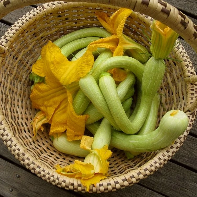 Roots Plants Courgettes 3 Organic 'Tromboncino Albenga' Courgette Plants 4 Roots Plants Courgettes 3 Organic 'Tromboncino Albenga' Courgette Plants