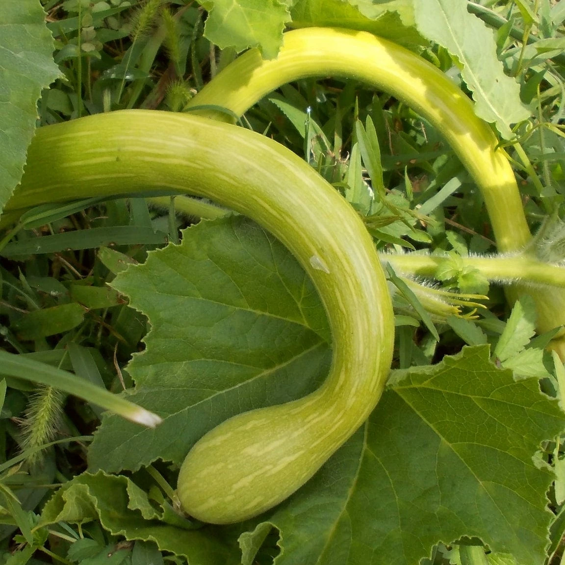 Roots Plants Courgettes 3 Organic 'Tromboncino Albenga' Courgette Plants 5 Roots Plants Courgettes 3 Organic 'Tromboncino Albenga' Courgette Plants