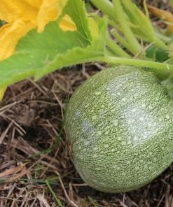 Roots Plants Courgettes 3 Organic 'Tondo Chiaro Di Nizza' Courgette Plants 10 Roots Plants Courgettes 3 Organic 'Tondo Chiaro Di Nizza' Courgette Plants