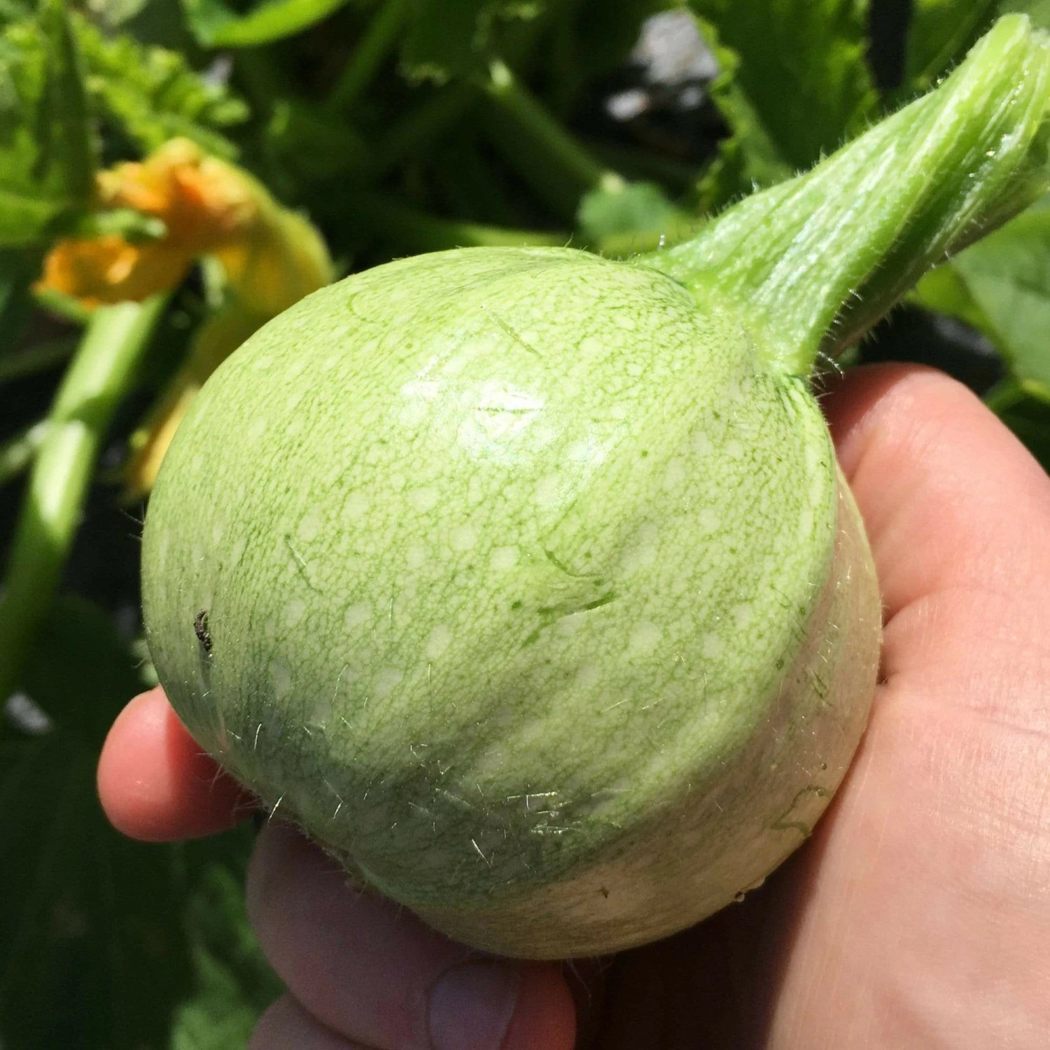 Roots Plants Courgettes 3 Organic 'Tondo Chiaro Di Nizza' Courgette Plants 3 Roots Plants Courgettes 3 Organic 'Tondo Chiaro Di Nizza' Courgette Plants