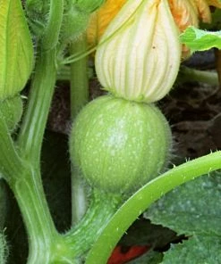 Roots Plants Courgettes 3 Organic 'Tondo Chiaro Di Nizza' Courgette Plants 11 Roots Plants Courgettes 3 Organic 'Tondo Chiaro Di Nizza' Courgette Plants