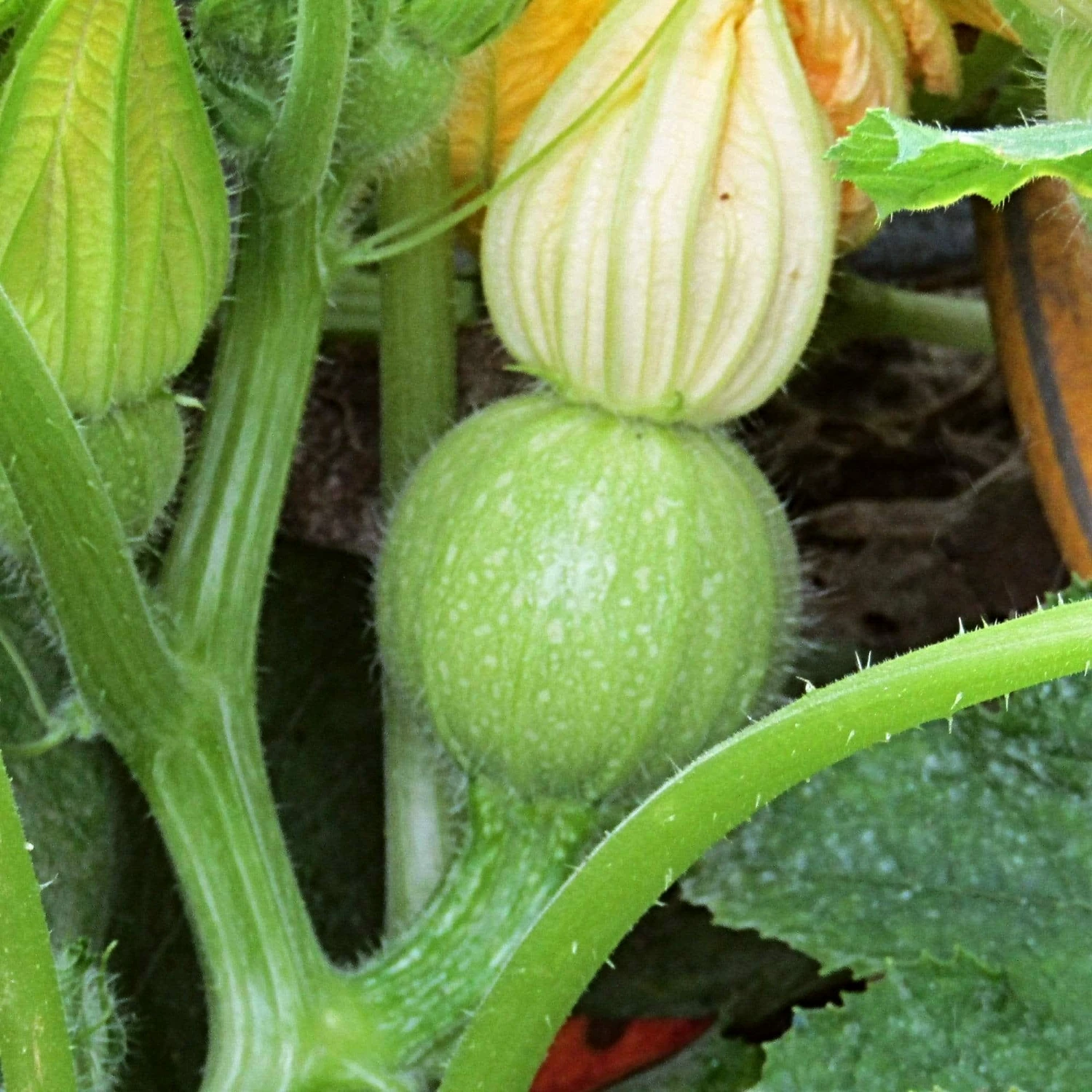 Roots Plants Courgettes 3 Organic 'Tondo Chiaro Di Nizza' Courgette Plants 6 Roots Plants Courgettes 3 Organic 'Tondo Chiaro Di Nizza' Courgette Plants