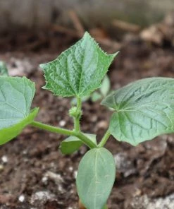 Roots Plants 3 Organic 'Marketmore' Cucumber Plants