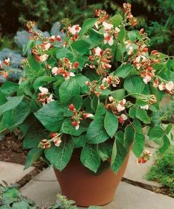 Roots Plants Peas & Beans 5 Organic 'Hestia' Dwarf Runner Bean Plants