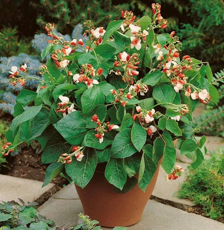 Roots Plants Peas & Beans 5 Organic 'Hestia' Dwarf Runner Bean Plants 3 Roots Plants Peas & Beans 5 Organic 'Hestia' Dwarf Runner Bean Plants