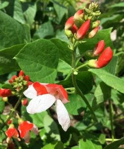 Roots Plants Peas & Beans 5 Organic 'Hestia' Dwarf Runner Bean Plants 7 Roots Plants Peas & Beans 5 Organic 'Hestia' Dwarf Runner Bean Plants
