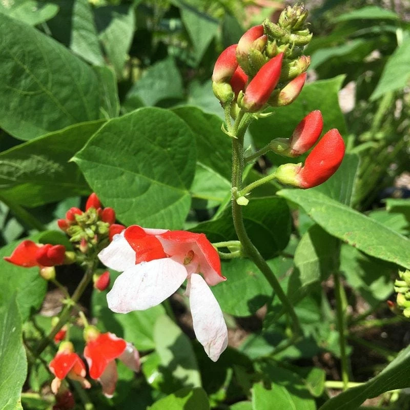 Roots Plants Peas & Beans 5 Organic 'Hestia' Dwarf Runner Bean Plants 5 Roots Plants Peas & Beans 5 Organic 'Hestia' Dwarf Runner Bean Plants