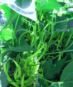 Roots Plants All Vegetable Plants 38 Easy To Grow Vegetable Plants | Ideal For Beginners 13 Roots Plants All Vegetable Plants 38 Easy To Grow Vegetable Plants | Ideal For Beginners