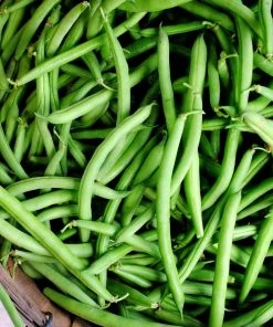 Roots Plants 20 Best French Bean Plants Collection | Growers Choice