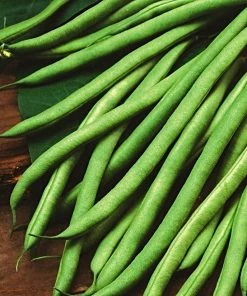 Roots Plants 10 Organic 'Blue Lake' French Climbing Bean Plants 9 Roots Plants 10 Organic 'Blue Lake' French Climbing Bean Plants