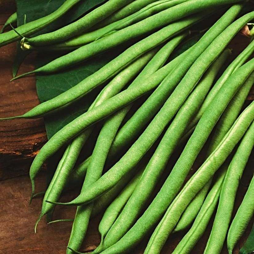 Roots Plants 10 Organic 'Blue Lake' French Climbing Bean Plants 6 Roots Plants 10 Organic 'Blue Lake' French Climbing Bean Plants