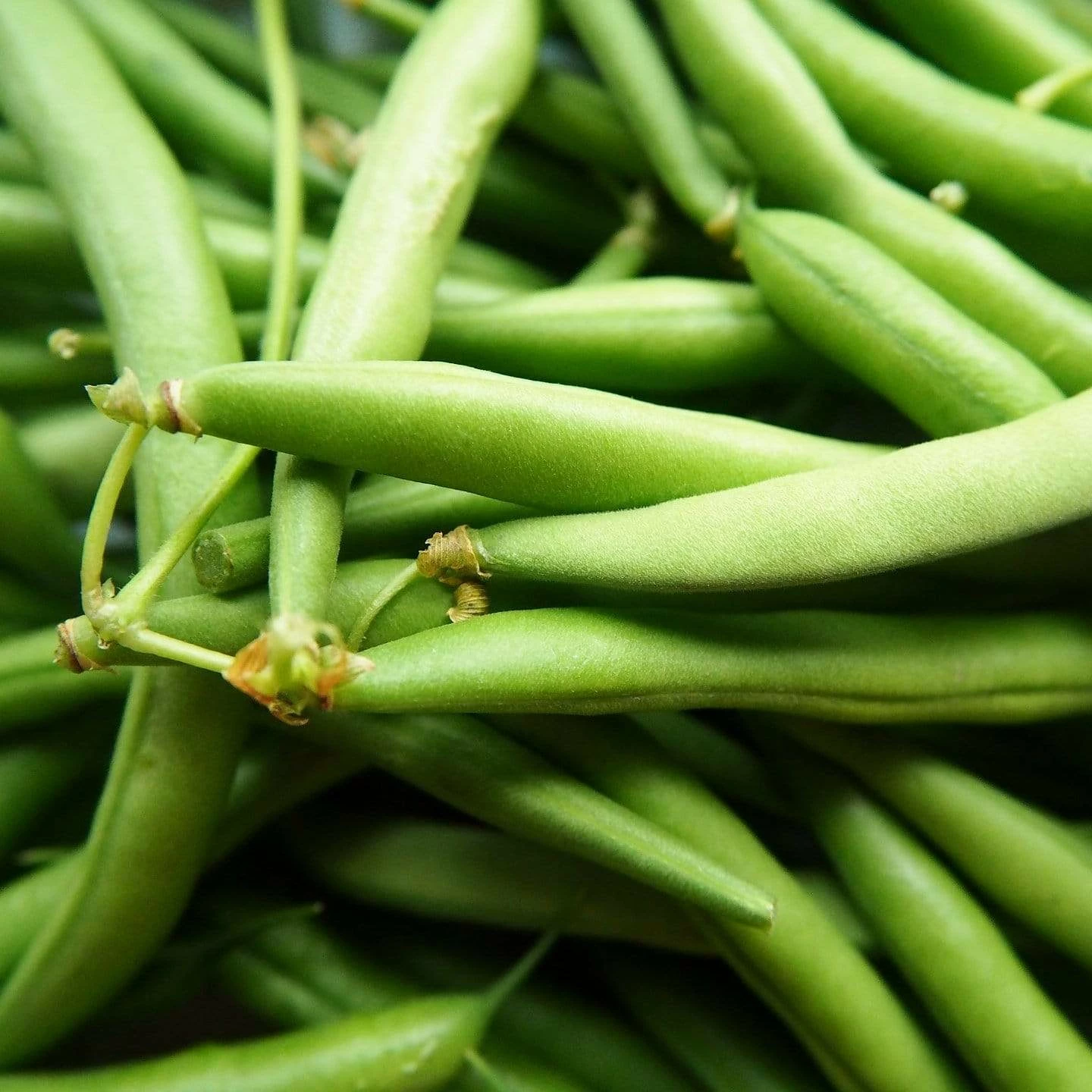 Roots Plants 10 Organic 'Blue Lake' French Climbing Bean Plants 5 Roots Plants 10 Organic 'Blue Lake' French Climbing Bean Plants