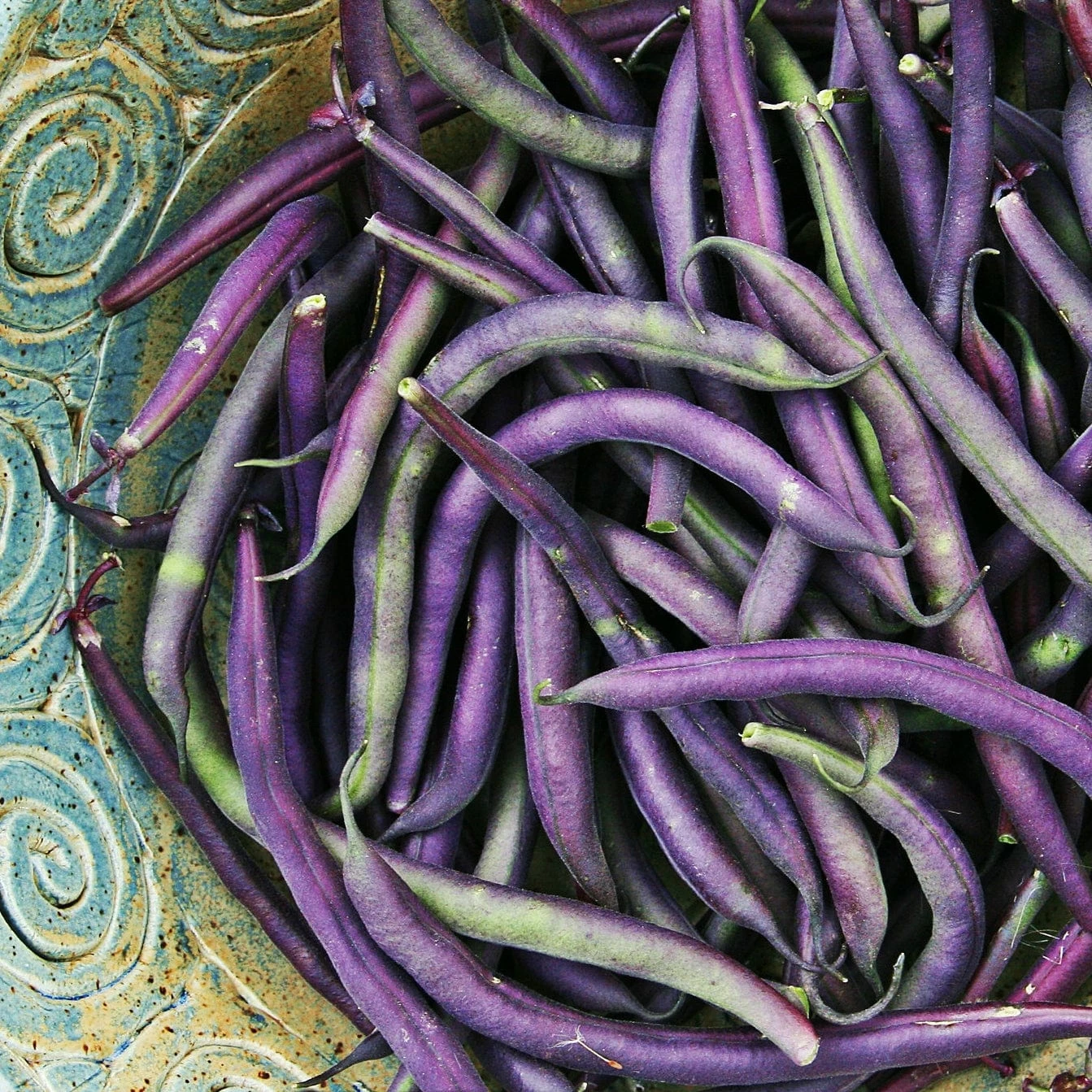 Roots Plants 10 Organic 'Cosse Violette' French Climbing Bean Plants Peas & Beans 7 Roots Plants 10 Organic 'Cosse Violette' French Climbing Bean Plants Peas & Beans