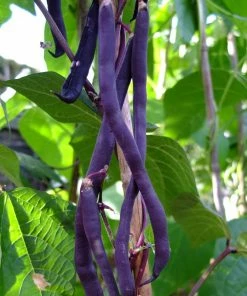 Roots Plants 10 Organic 'Cosse Violette' French Climbing Bean Plants Peas & Beans 10 Roots Plants 10 Organic 'Cosse Violette' French Climbing Bean Plants Peas & Beans