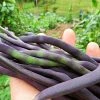 Roots Plants 10 Organic 'Cosse Violette' French Climbing Bean Plants Peas & Beans 1 Roots Plants 10 Organic 'Cosse Violette' French Climbing Bean Plants Peas & Beans