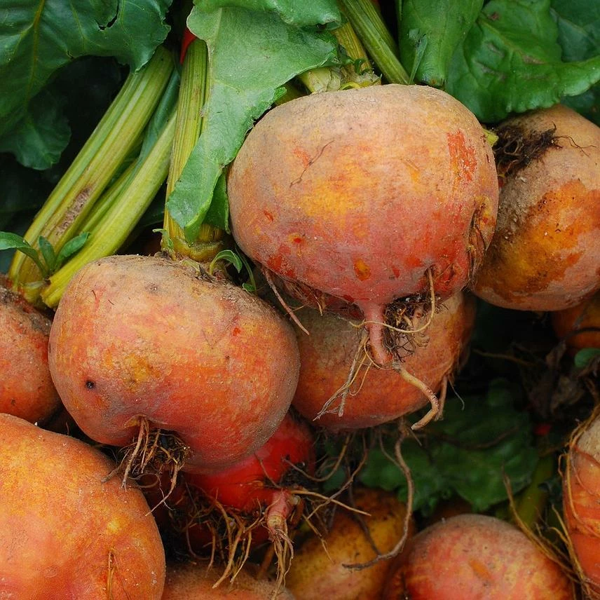 Roots Plants 10 Organic 'Golden Boldor' Beetroot Plants 3 Roots Plants 10 Organic 'Golden Boldor' Beetroot Plants