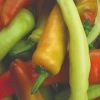 Roots Plants 3 Organic 'Hungarian Hot Wax' Chilli Plants Chillies & Sweet Peppers 1 Roots Plants 3 Organic 'Hungarian Hot Wax' Chilli Plants Chillies & Sweet Peppers